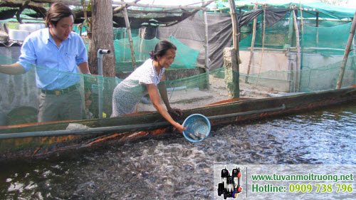 Cá lóc canh tác thủy sản được nuôi rất dày đặc nên cần có máy sủi oxy