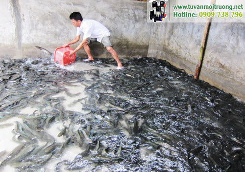Với mật độ cá trong bể xi măng công nghiệp dày đặc thì cần cung cấp đủ oxy cho cá