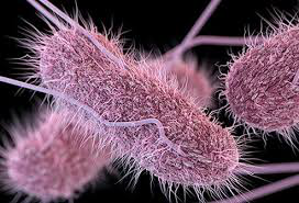 Vi khuẩn salmonella gây bệnh đường ruột trong nước thải sinh hoạt